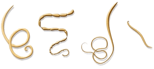 NEOflorax aiuta contro tutti gli elminti conosciuti